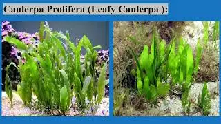 Caulerpa Algae Details