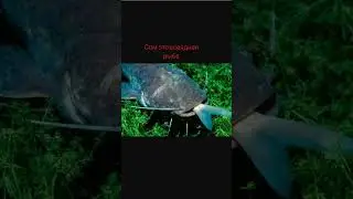 #вреки #рыбалка #врек #fishing #рыба #факты о соме