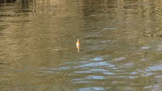 STEELHEAD BOBBER DOWNS - February 2022
