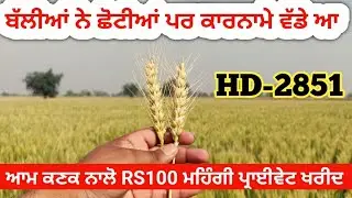 wheat #HD2851 wheat variety field crop Look and crop management details.