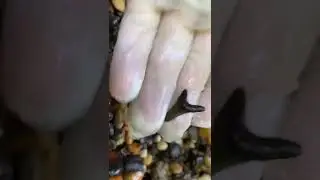 Can you SPOT the FOSSIL SHARK TOOTH? (pt. 2)