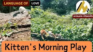 Funny Kittens' First Jungle Adventure in Cage - Guarded by Kharayo & Angata!