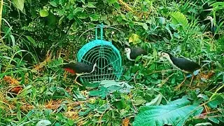 BIRD TRAP RUAK RUAK , MODERN TRAP
