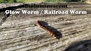 Glow Worm / Railroad Worm | A Bioluminescent Wonder!