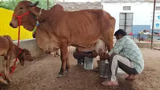 8.fat#gircow गुजरात कि #गिरगाय #अरावलीडेयरीफार्म  #topbreedgircowseller #aravalidairyfarm 9414745465