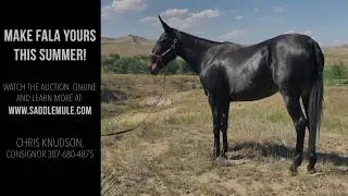 Hip #17 Fala consigned by Chris Knudson to Jake Clark's MULE DAYS ONLINE Auction, June 15-21st, 2020