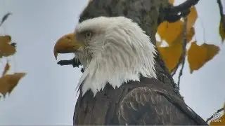 2017/10/22 08h29m  Decorah Eagles~Nestauration and preenning herself~