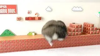 ハムスター ココちゃん、1年ぶりにハムマリオに挑戦！ WORLD1-1（HAMUMARIO）Hamster Super Mario Bros.