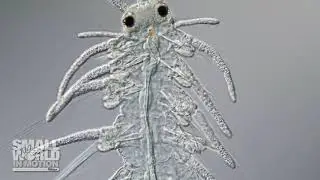 Polychaete Worm of the Syllidae Family | 2018 Nikon Small World