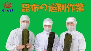 【おうちで工場見学】昆布の選別作業