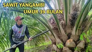 PANEN SAWIT YANGAMBI UMUR 39 BULAN PPKS PARINDU KAL-BAR. @Petani Pemula Temah