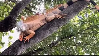 Bright orange iguana spotted in a tree, creating a stunning wildlife moment 🦎🔥