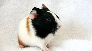 GUINEA PIGS - Respiratory problems