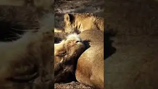 Little Lion Cub Looking for an Open Milk Bar (The Nkuhuma Lion Cubbies)