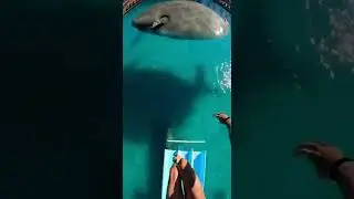 Waterslide into pool full of giant fish #funny #memes