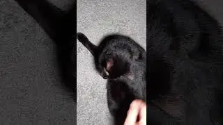 My Black Cat Sees Dust Fairies