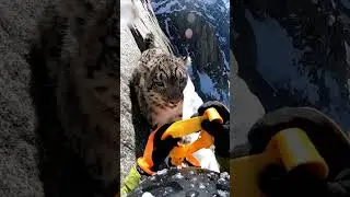 Saving a Soul at 15,000 Feet. #trending #animals #love #rescue #wildliferescue #shortvideo #fyp
