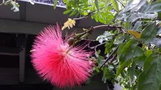 Calliandra - Red Powder Puff plant HD 01