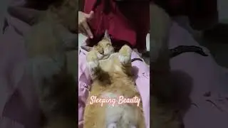 꽃 (FLOWER) Tidur Asik Sleeping Beauty #jisoo #viral #blackpink #cat