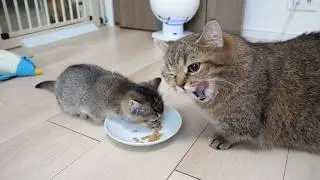 Here’s a gluttonous kitten who even eats its mom’s food…