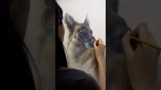 A portrait of an incredible Belgian Malinois named Nasso,, who happens to be a world champion!