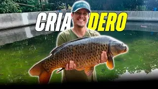 🚨Tilapia fishing in El Salvador, *Cheap Prices*