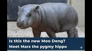 Mars &ndash; The New 