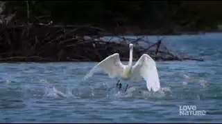 SLOWMOndaysThe White Reddish Egret stands at about 80 cm tall and weighs less than a kilogram.