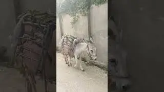donkey walk#shortsvideo