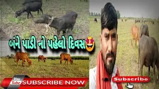 🐃નવામેમ્બર બંને પાડ્યું ચરાવા લઈ ગયા હતા|Bane padi sarava Lai Gaya|#cow_buffalo#farming#viralvideo 