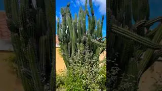 The biggest cactus I&rsquo;ve ever seen #bonaire #travel #explore #caribbean #nature #cactus