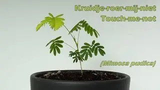 Kruidje-roer-me-niet - touch-me-not - Mimosa pudica - moving plant - sensitive plant