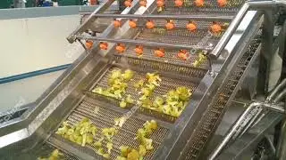 Broccoli washing and blanching equipment machine processing line