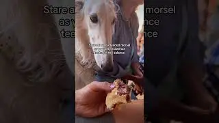 Hose goat&rsquo;s guide to existence pt 4 -begging #howto #borzoi #dogsofyoutube #doglife #begging #weird