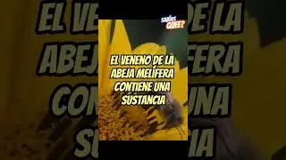 &iquest;Sab&iacute;as que el veneno de la abeja mel&iacute;fera tiene propiedades medicinales? #shrots #curiosidades