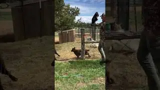 Fred Eichler vs Fainting Goats