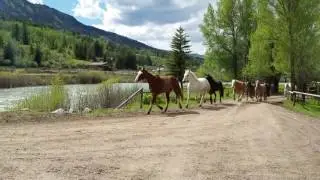 Pushing Horses at Spotted Horse