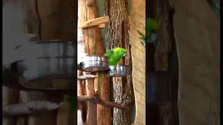 Parrot TALKING and SINGING at Bird Kingdom #shorts #short #shortsviral