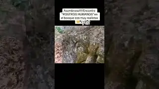 #oldsecrets #ancient #scary #explorer #creepy #miedo #arqueology #wildlife #bosques