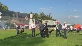 Open Class Finals - IDC2022 - Dobermann World Championship show