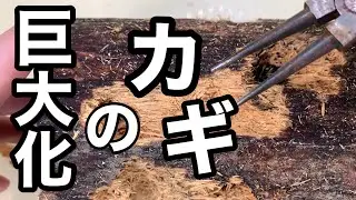 【デカくするなら、○○で割り出せ】材割のタイミング、重要です。オオクワガタ産卵セット解体。