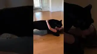 Waking up to a LOUD Purring Black Panther 😳🖤 ASMR