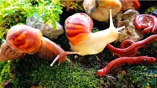 Incredible Wildlife Moment : Close-Up of Millipede & Snail Meeting #Millipede #Millipedebehavior