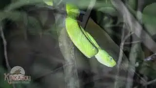 Kinkajou Night Walk