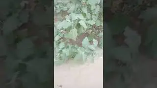 camet vrukh nam