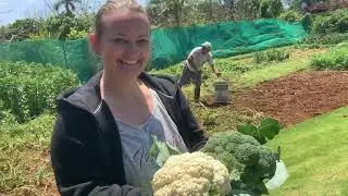 Último Vídeo de minhas Hortas de este Ano