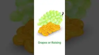 Never give these foods to your dog | Bad food for dogs