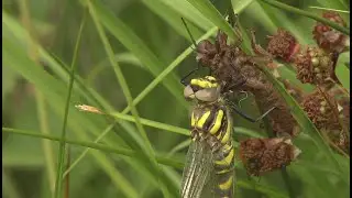 Odonate: la larve de libellule mutation