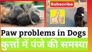Paw problems in Dogs , How to take of dog paws