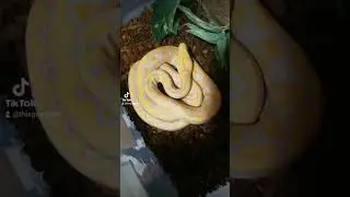 lavender albino reticulated python